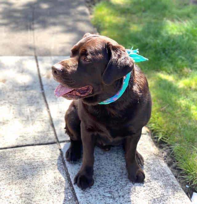 chocolate lab english Labrador wearing bandana sidewalk